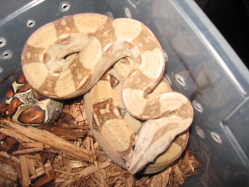 07 Male pastel boa