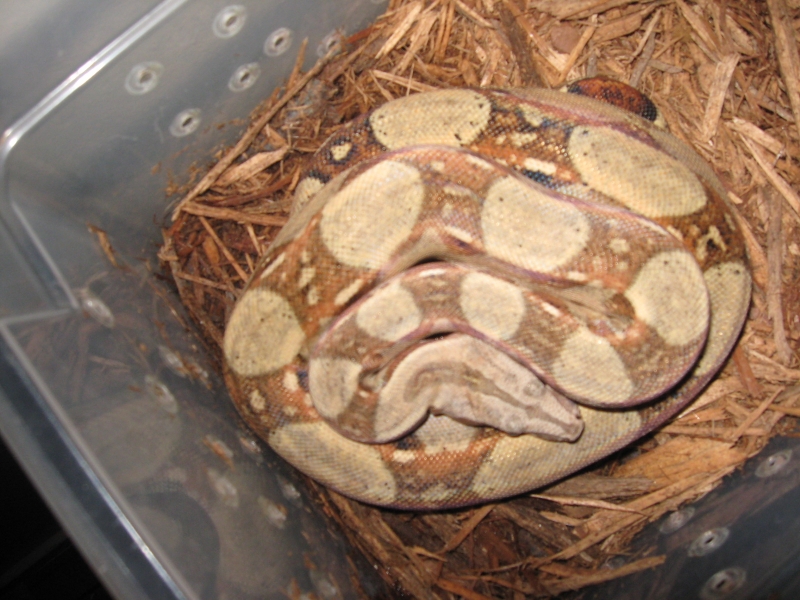07 Male pastel boa