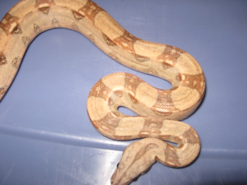 07 male pastel boa