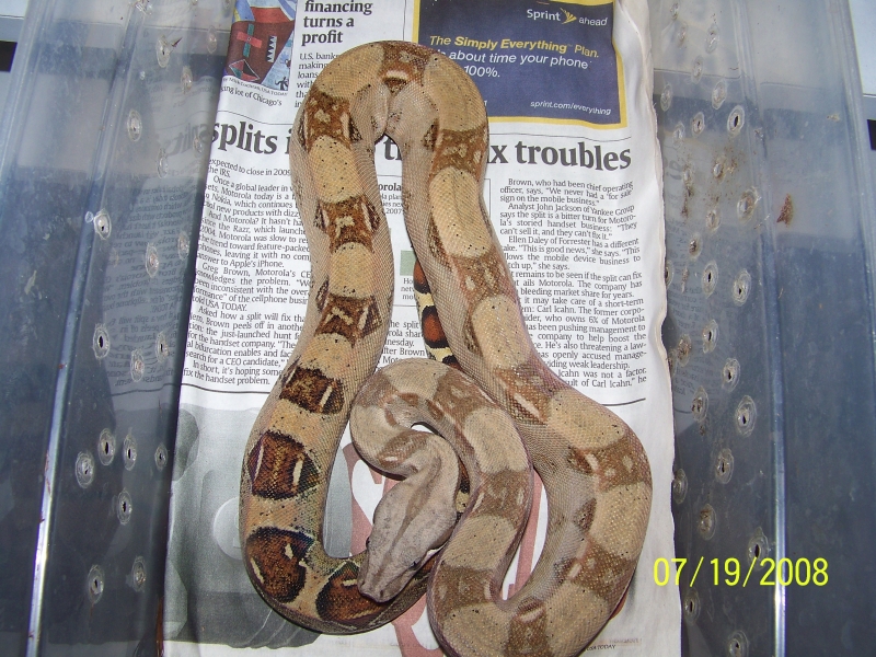 07 pastel boa