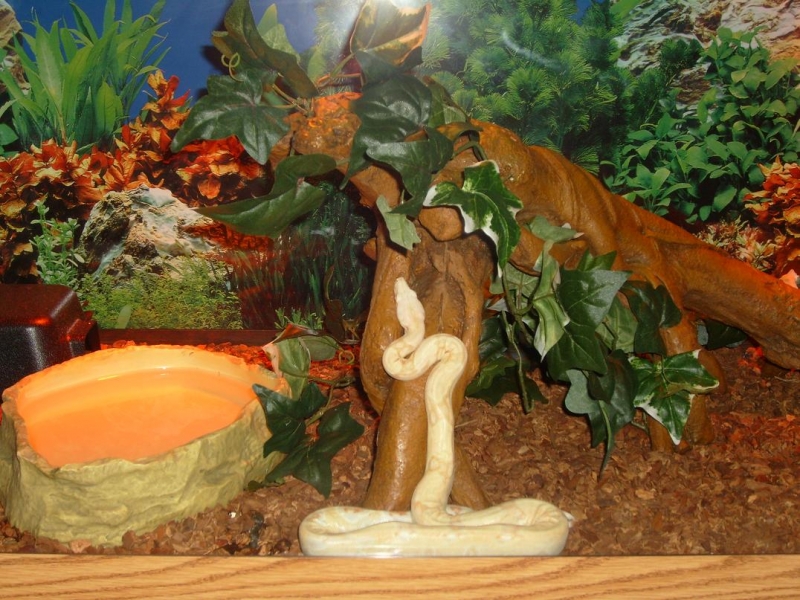 07ALBINO BOA