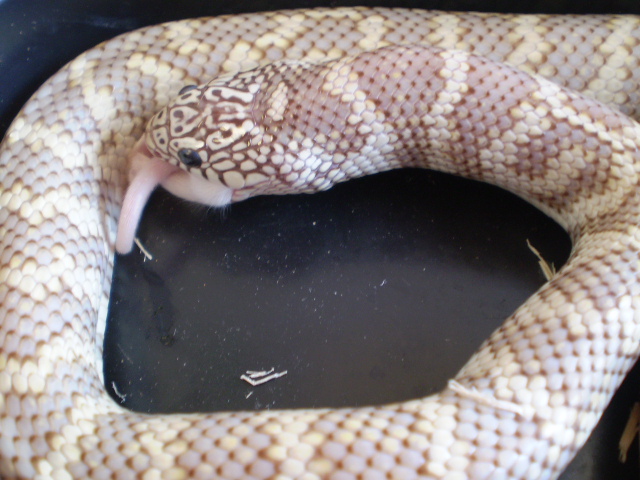 '08 Ghost King, xtra Male Fl/Cal.