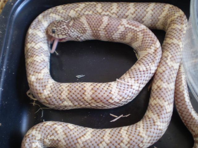 '08 Ghost King, xtra Male Fl/Cal.