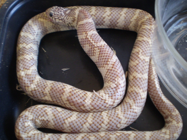 '08 Ghost King, xtra Male Fl/Cal.
