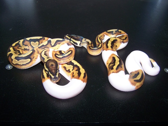 08 pieds