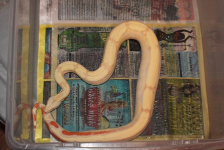 08_female_phoenix_boa