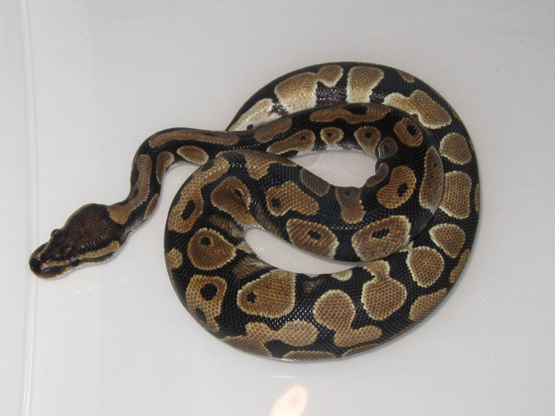 08_Normal_Ball_python_004
