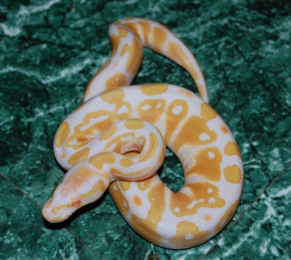 08albino_f_fauna