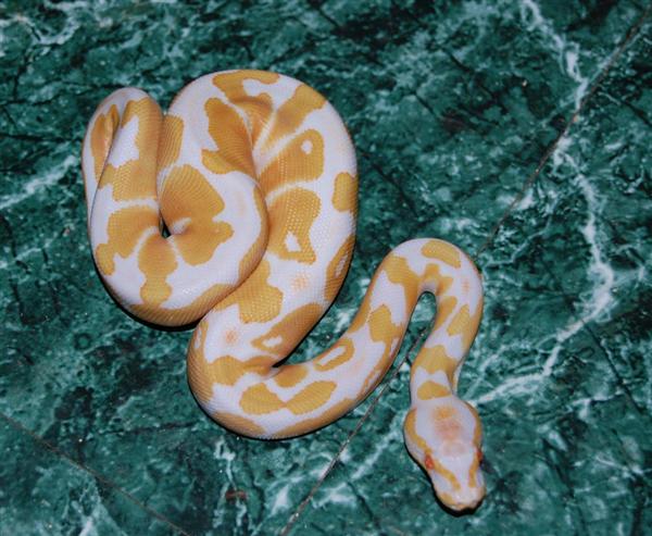 08albino_m2_fauna