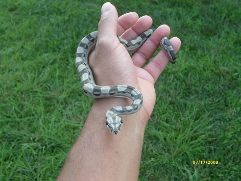 08MOTLEY FEMALE