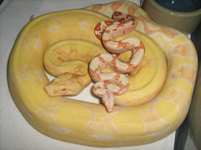 09' 1.0 OUJI AND 07' 0.1 CINDY  FUTURE LIPSTICK CORAL SUNGLOWS