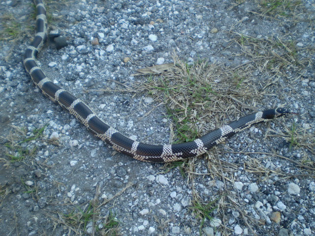 '09 Edisto Island E.King