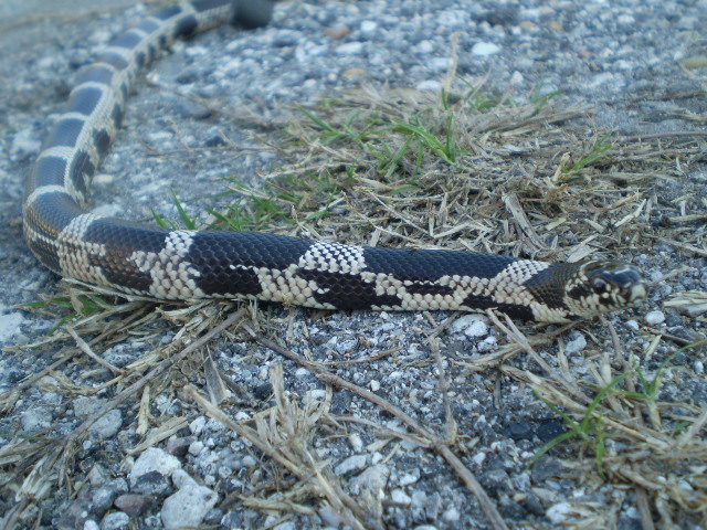 '09 Edisto Island E.King