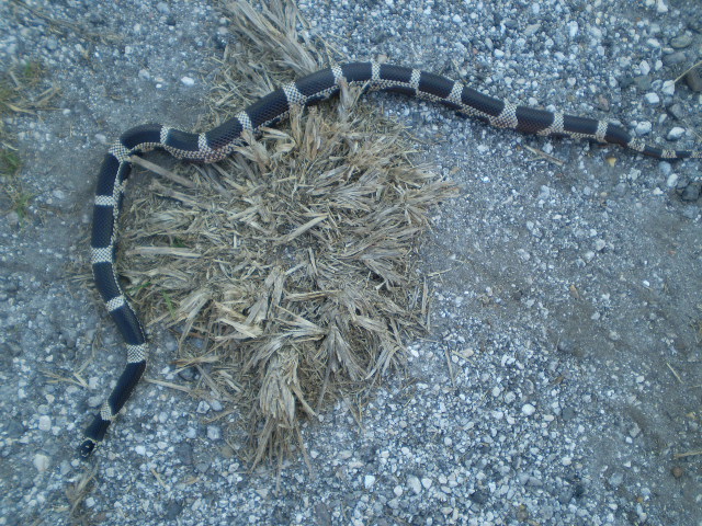 '09 Edisto Island E.King