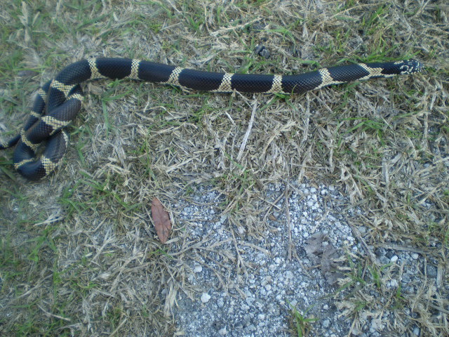 '09 Edisto Island E.King