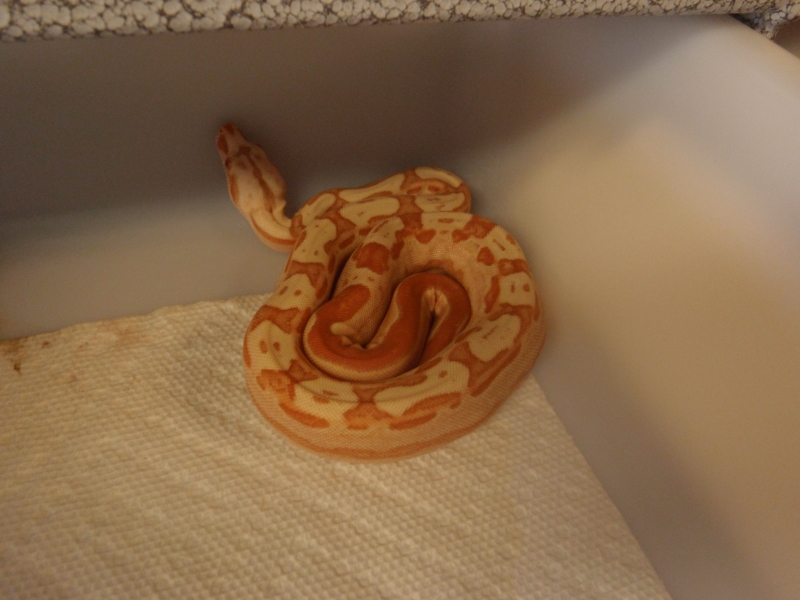 09 Female Motley Sunglow