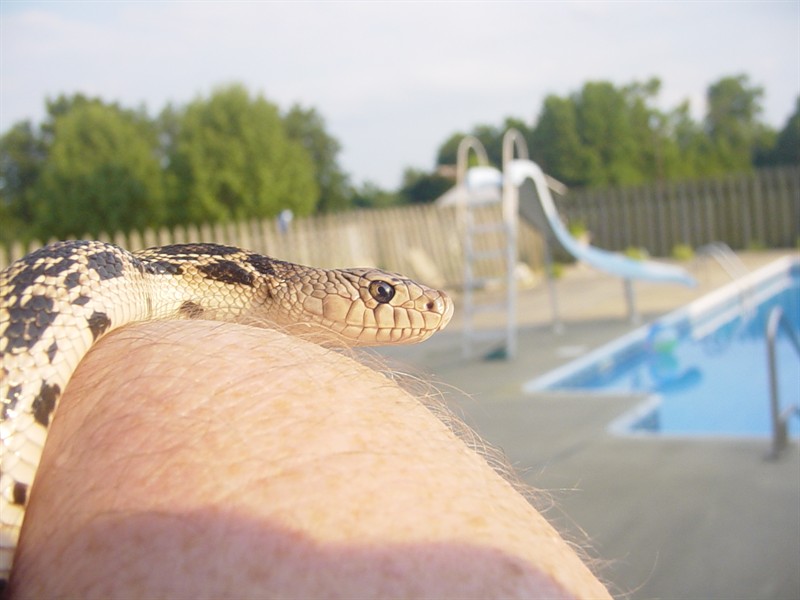 '09 Northern Pine Snake