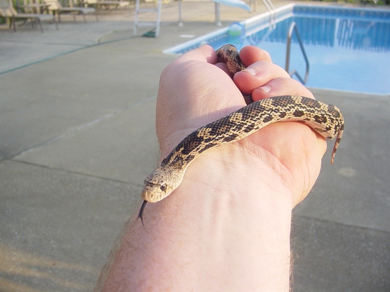 '09 Northern Pine Snake