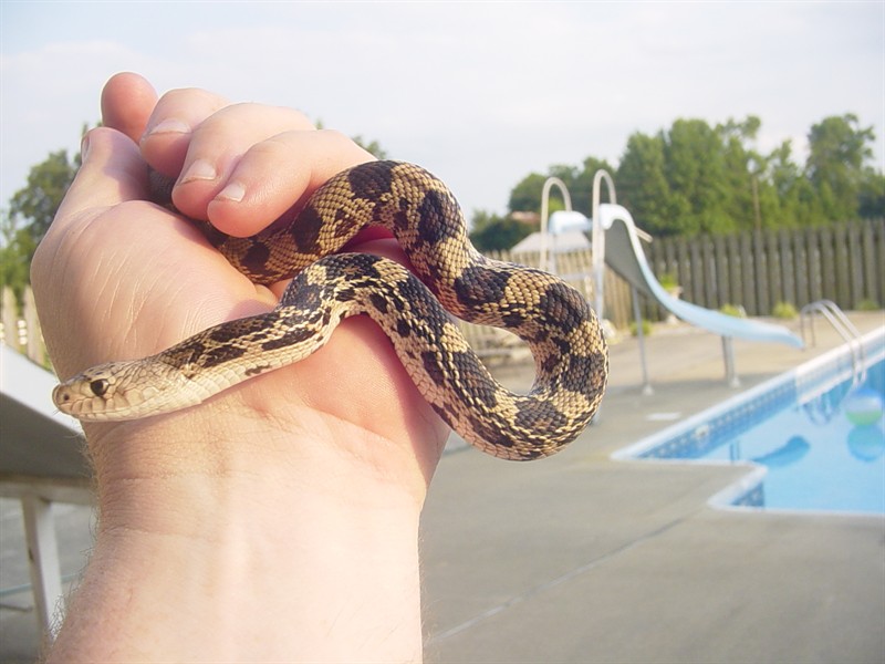'09 Northern Pine Snake