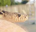 '09 Northern Pine Snake