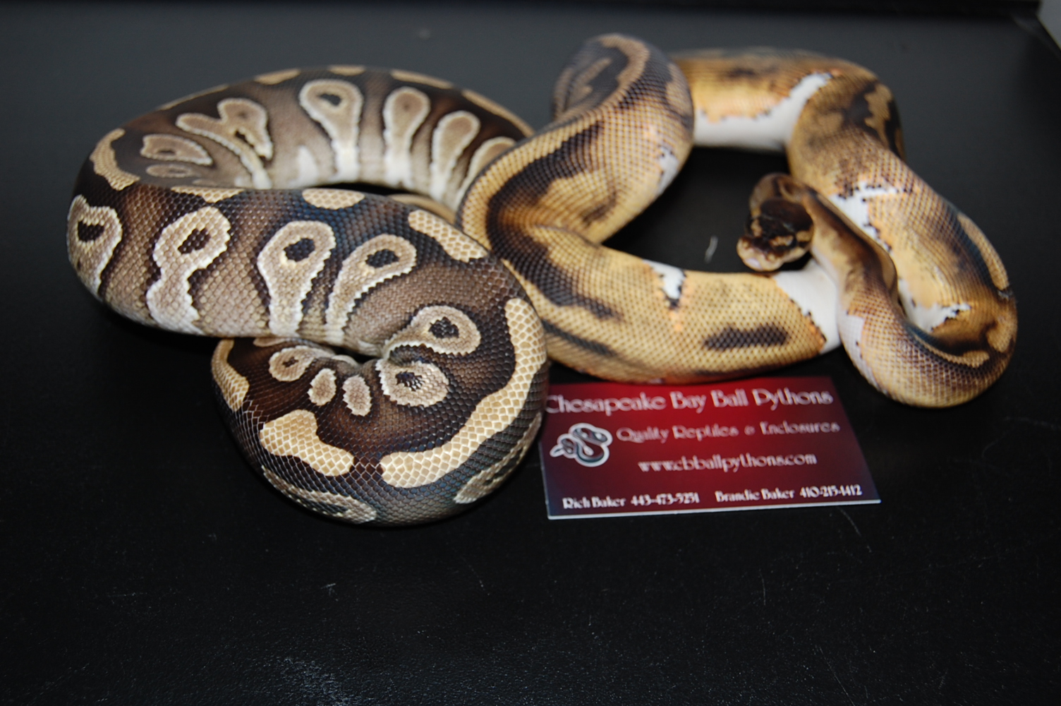 09 pied and mojave