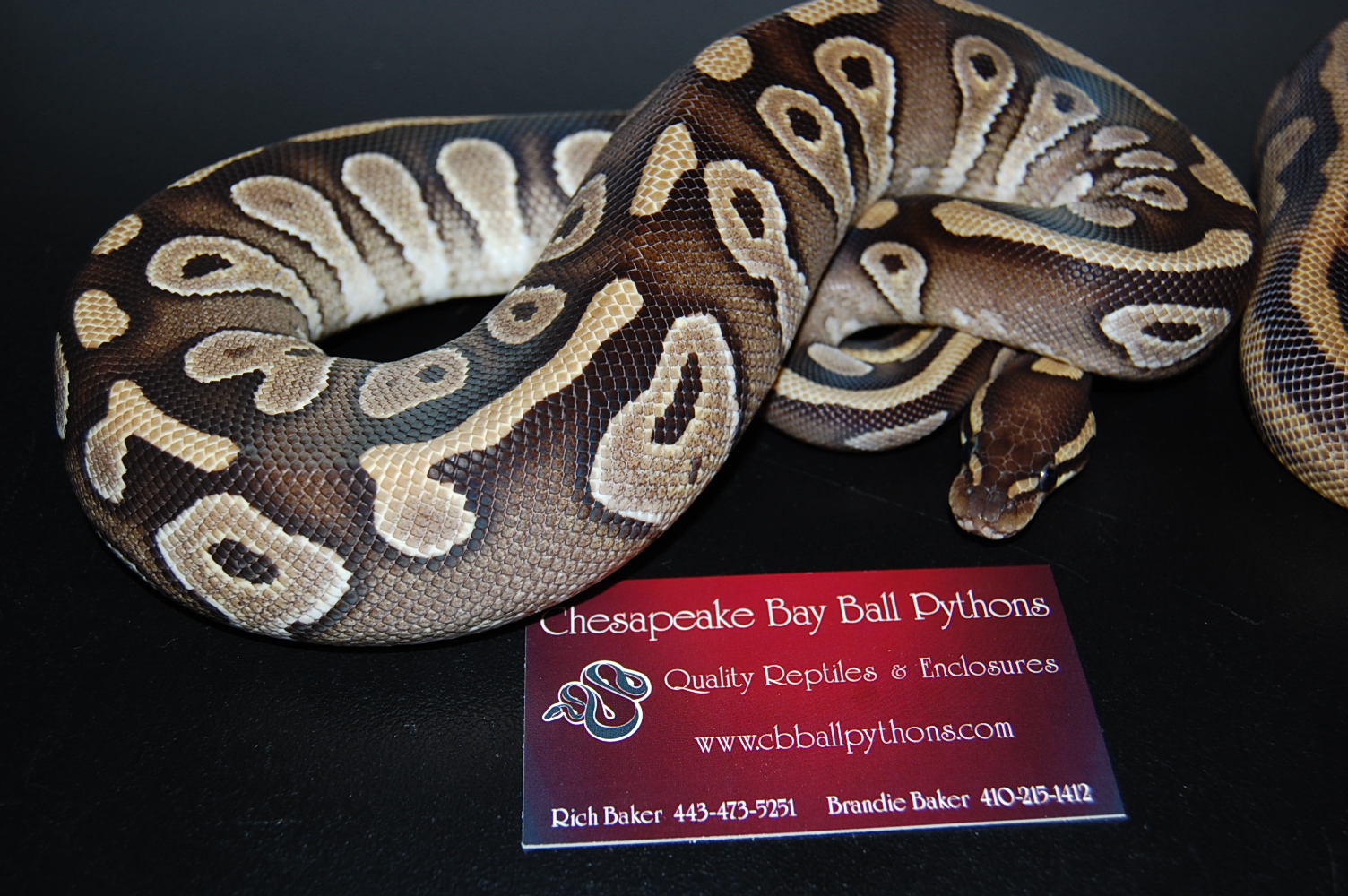09 pied and mojave