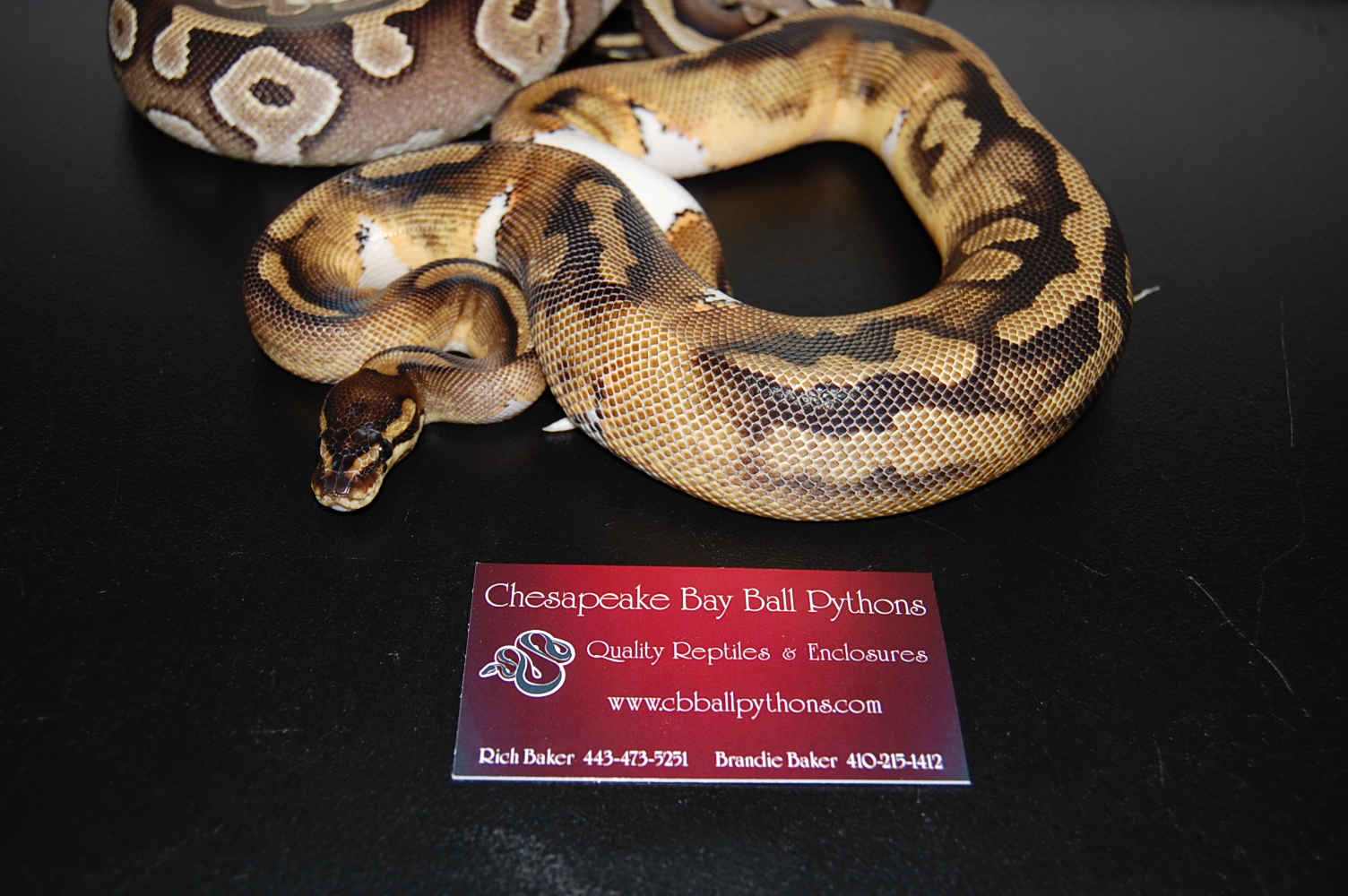 09 pied and mojave