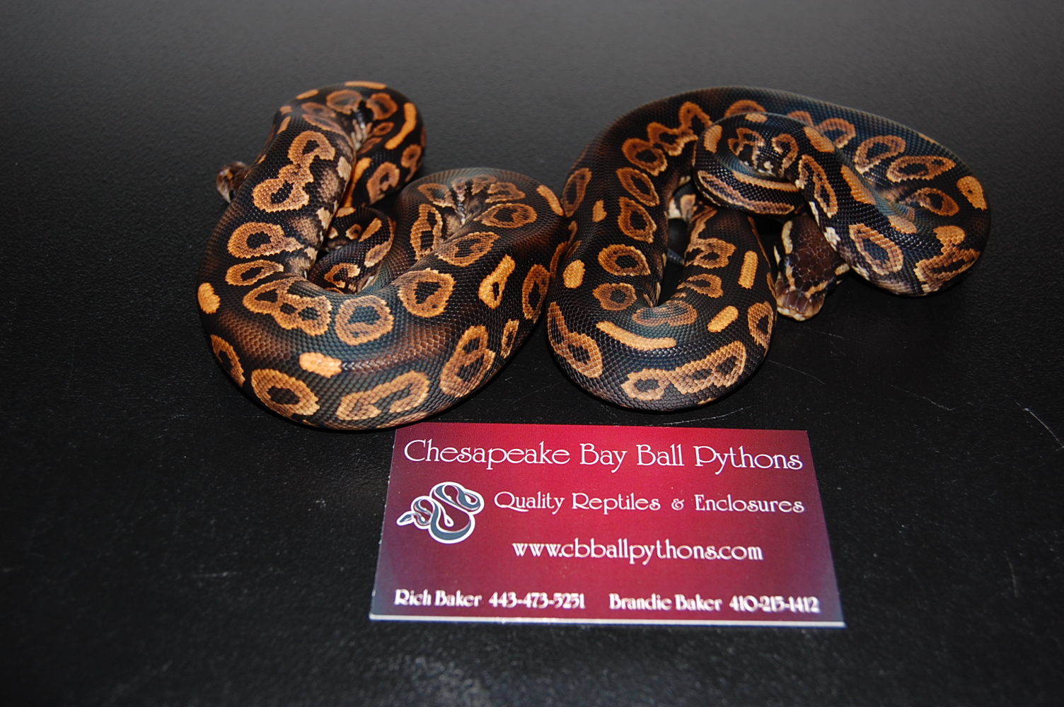 09 pied and mojave