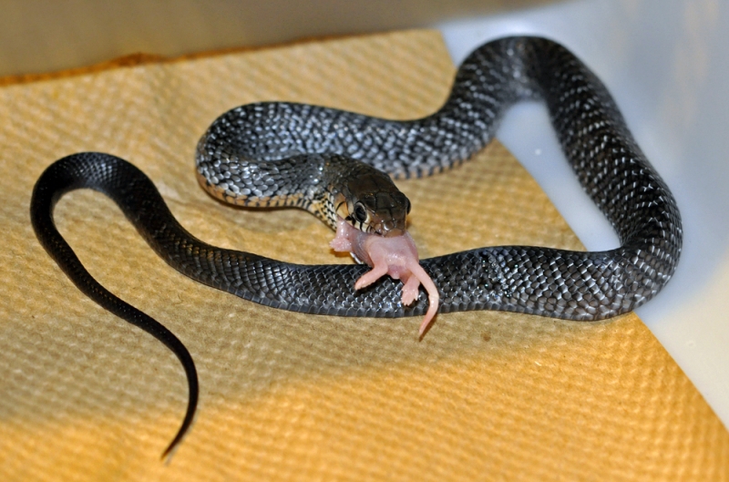 09_hatchling_for_sale