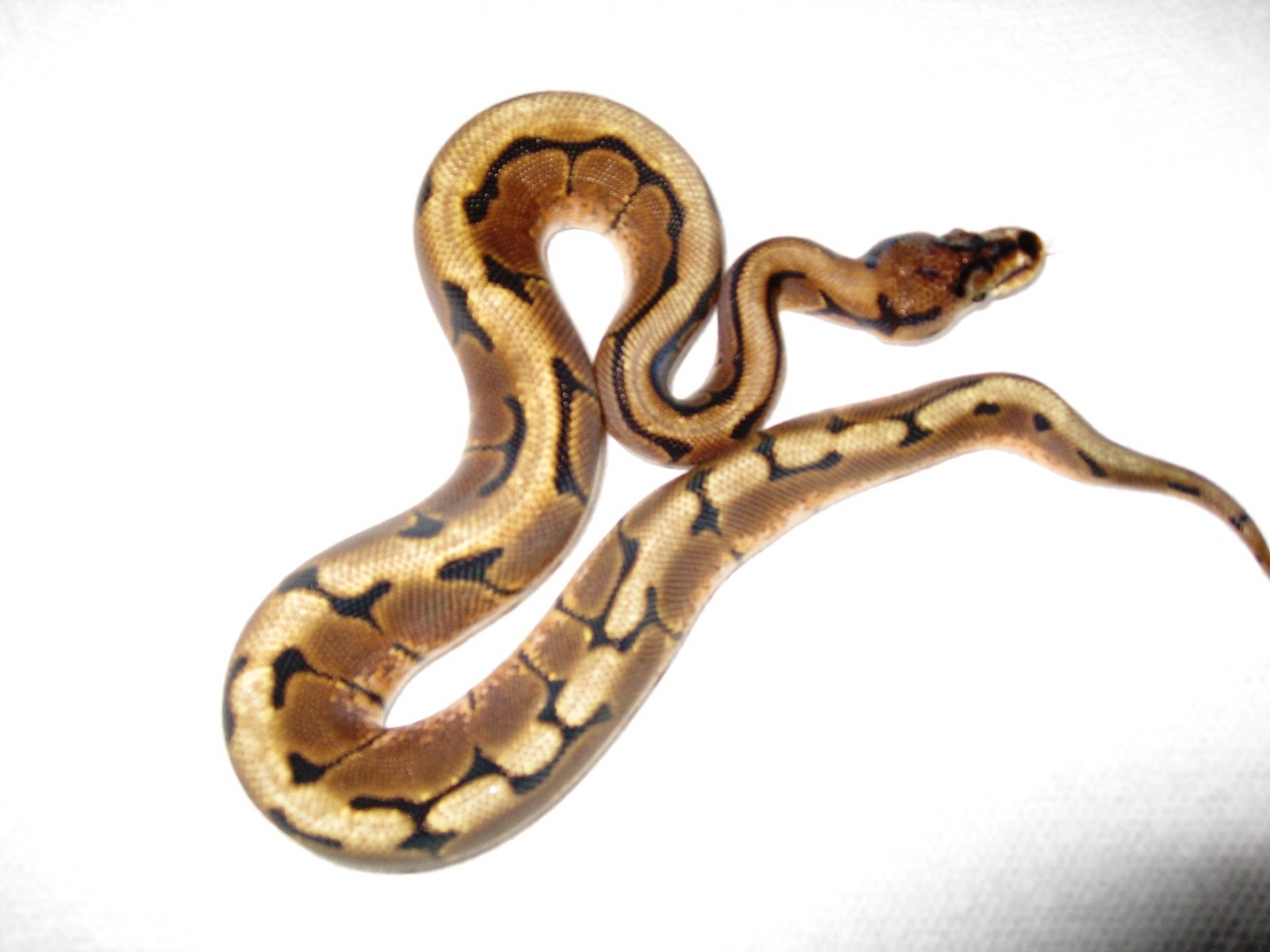 09_Spider_Ball_Python_002