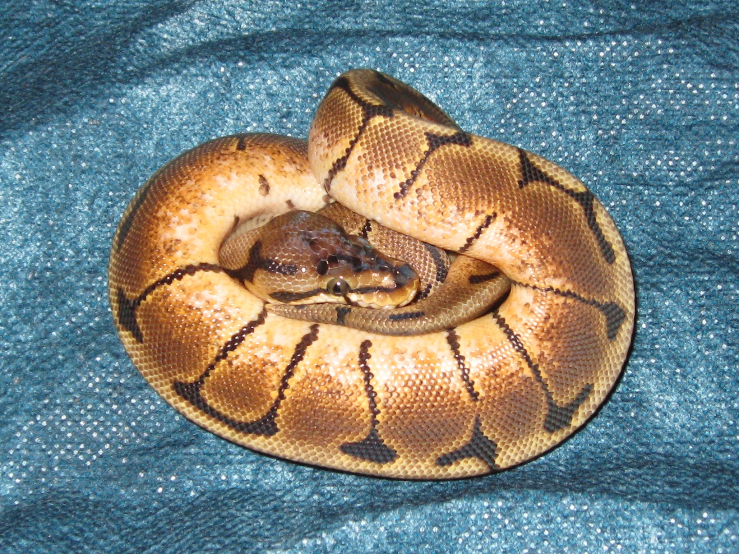 09_Spider_Ball_Python_006