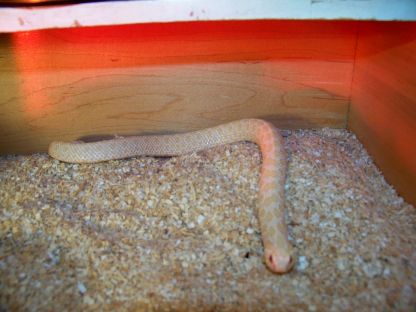 1.0 ALBINO MALE PROVEN BREEDER