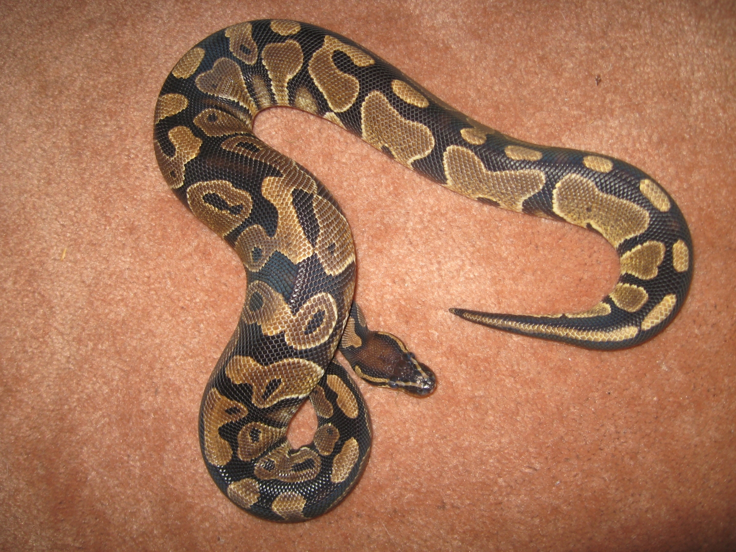 1.0 het albino
