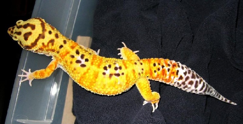 1.0 SHTCT x Giant Albino