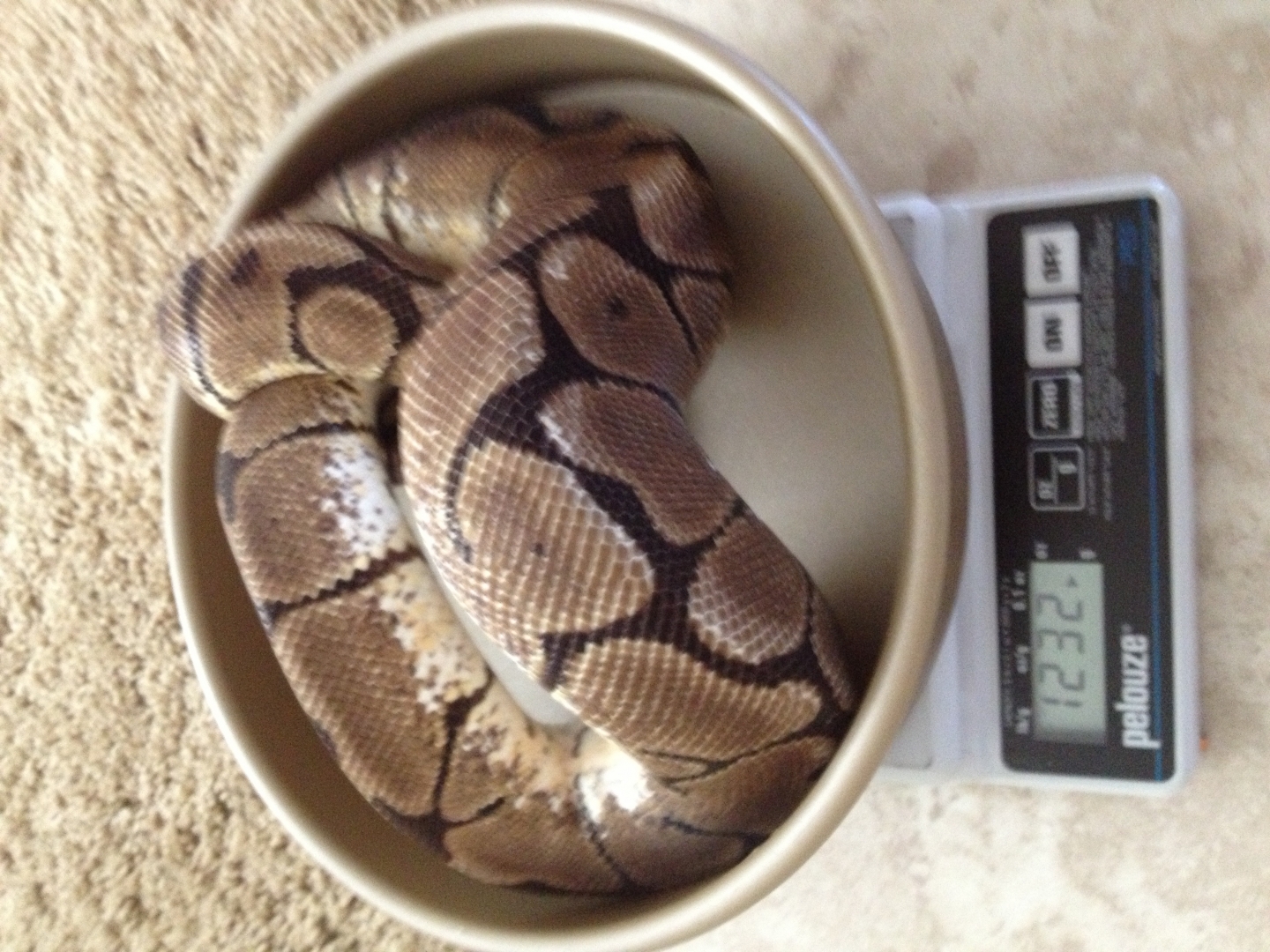 1.0 spider