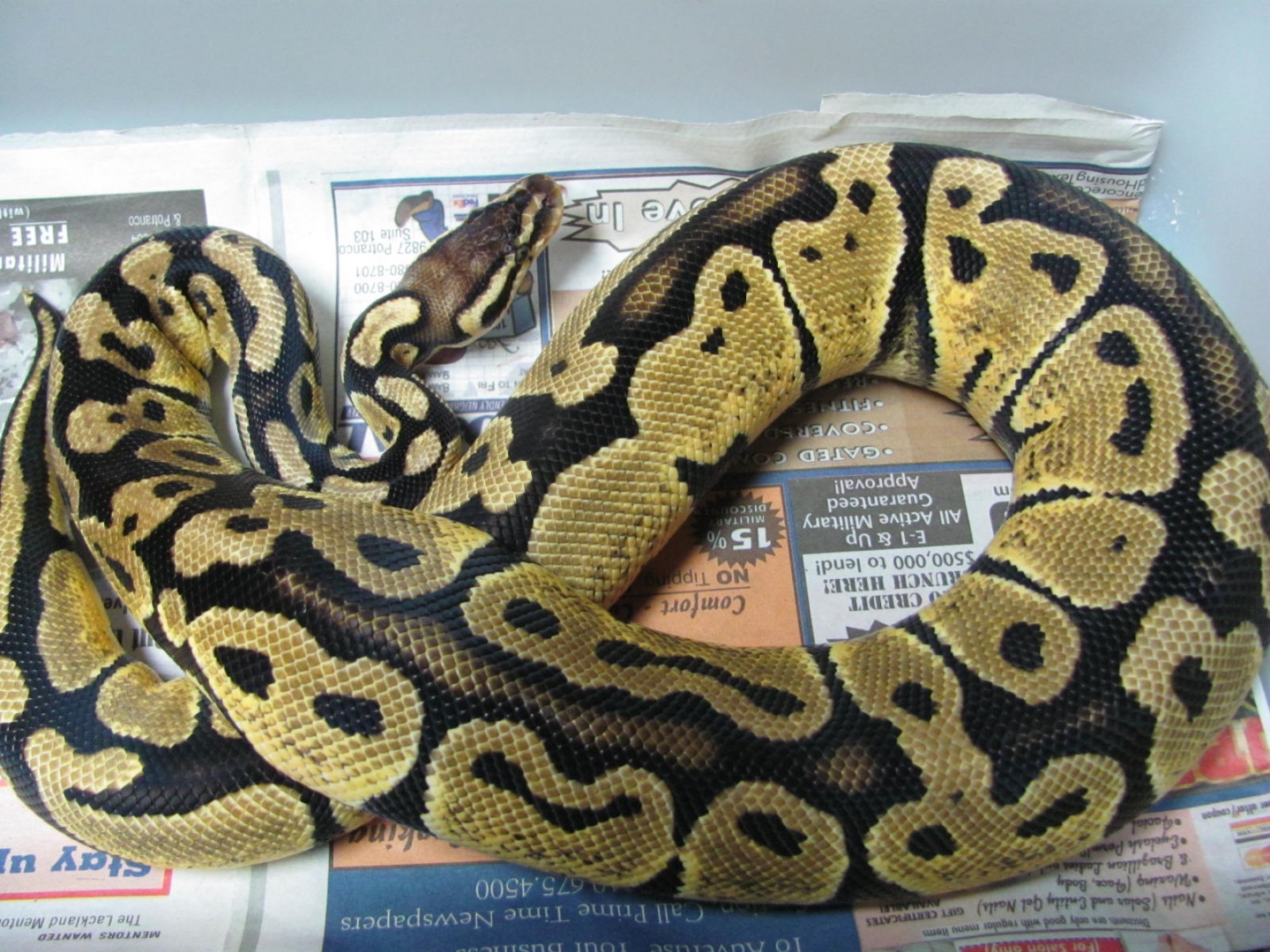 #1 pastel female