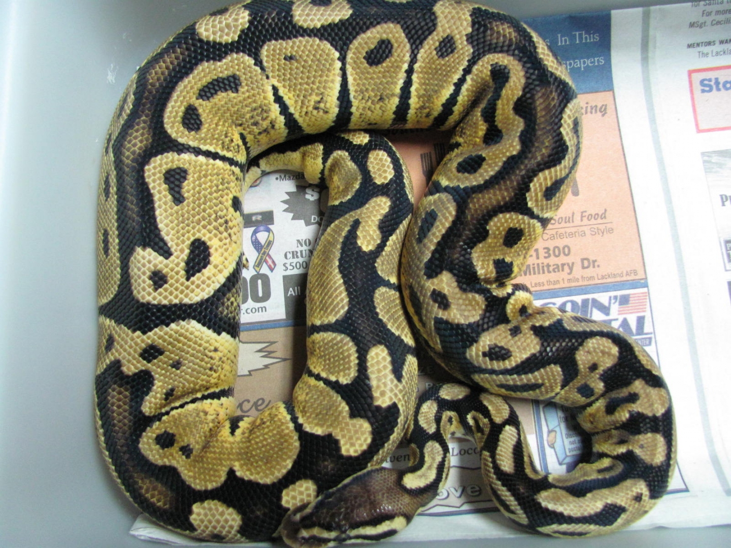 #1 pastel female