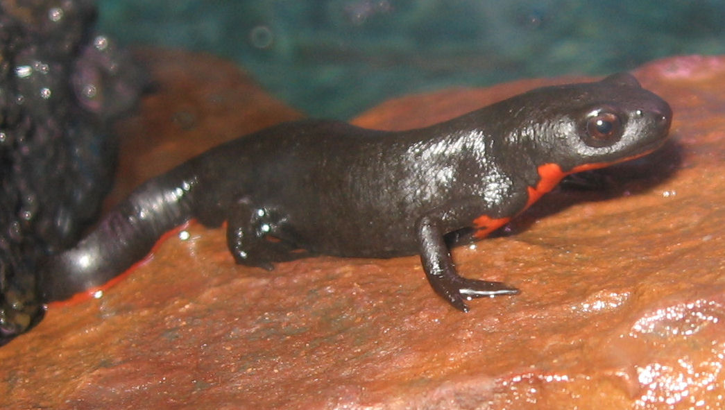 10-28-07-newt-close-up