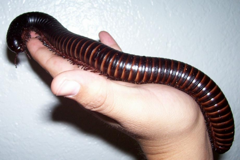 10 and1/2 inch, african millipede