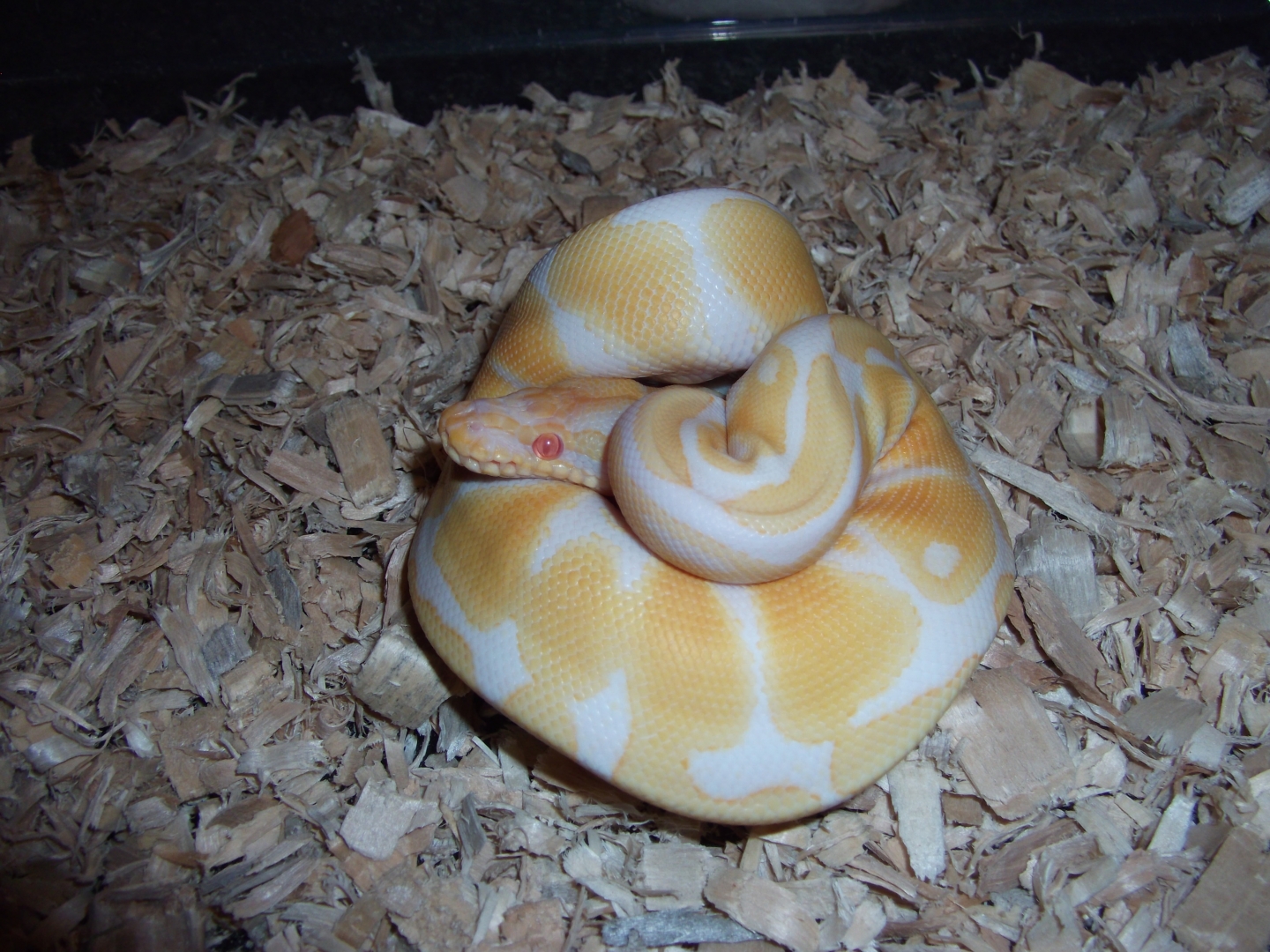 '10 female albino