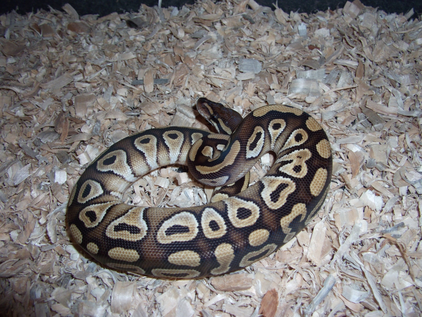 '10 female mojave #1