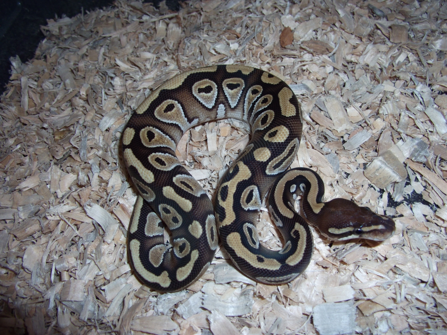 '10 female mojave #2