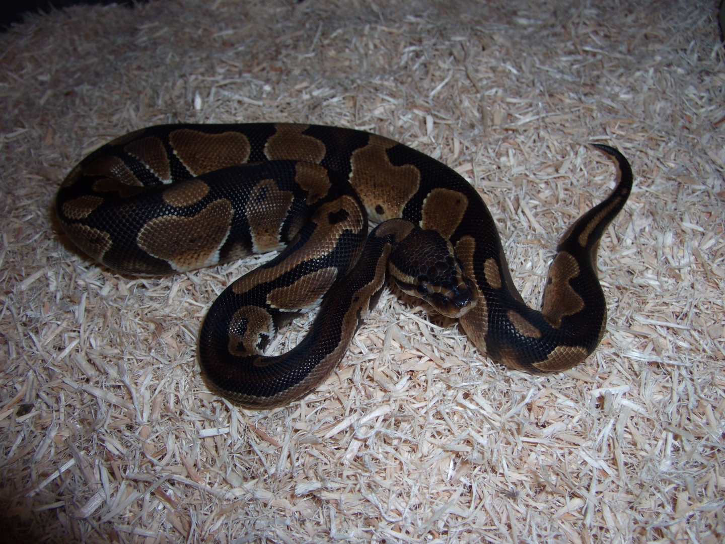 '10 female normal