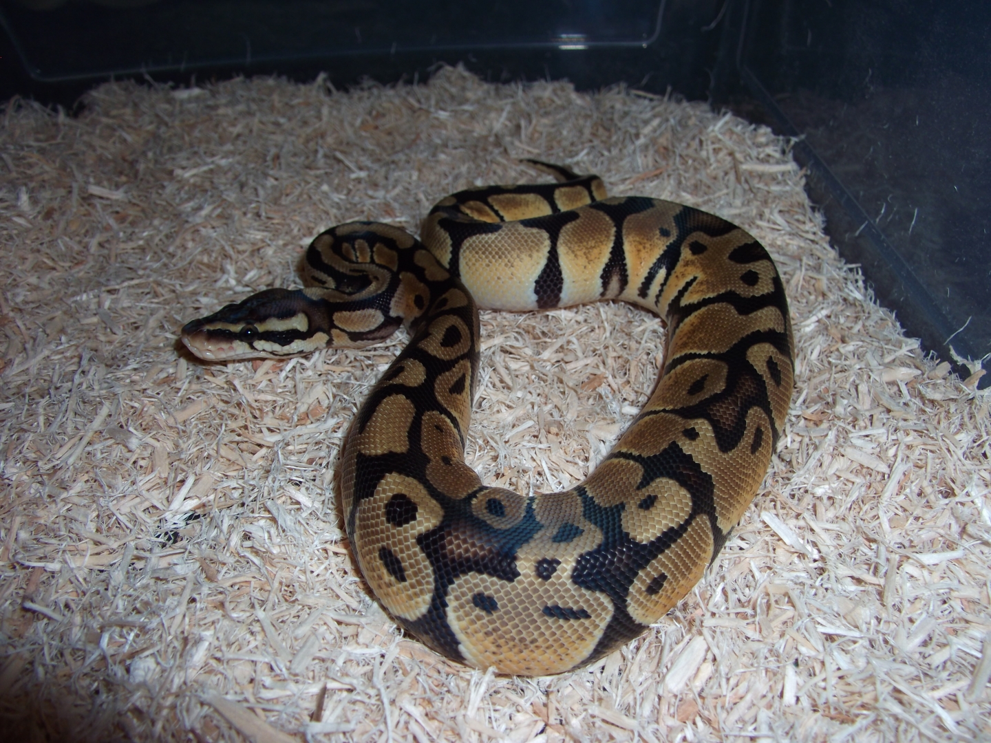'10 female pastel