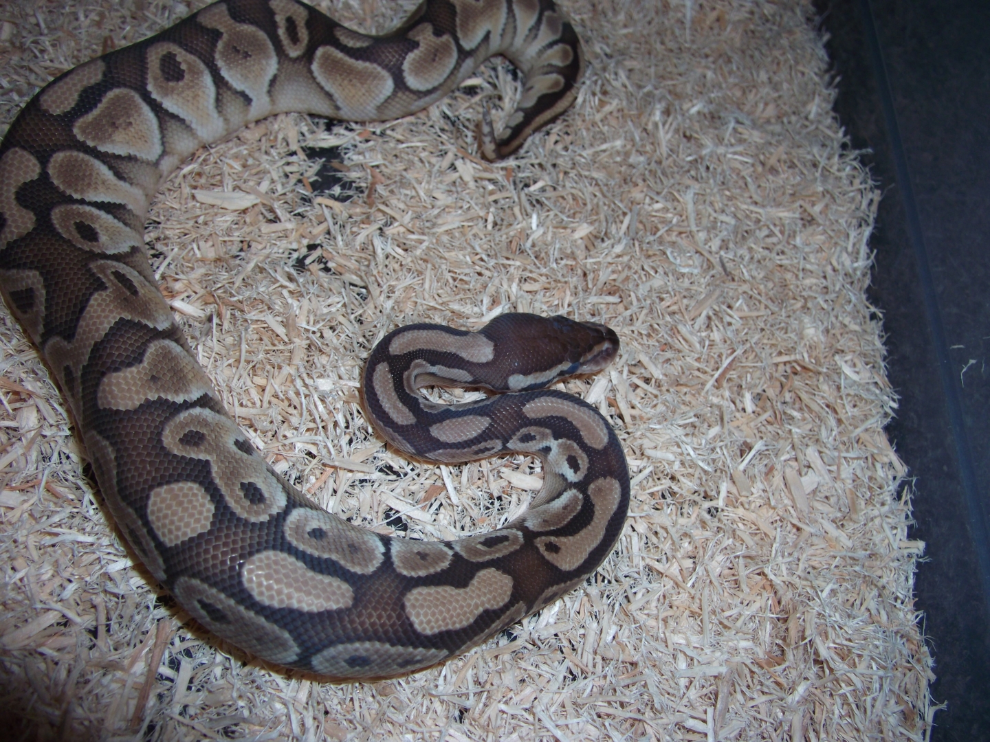'10 male butter