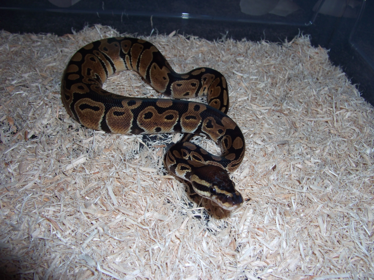 '10 male het. albino