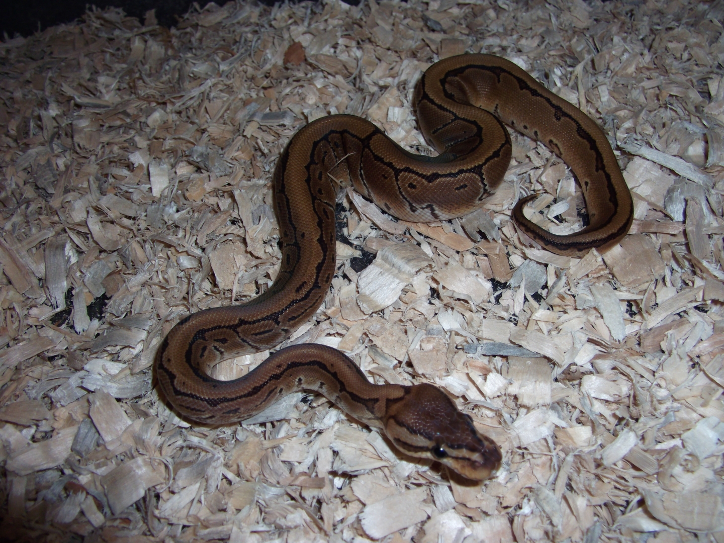 '10 male pinstripe