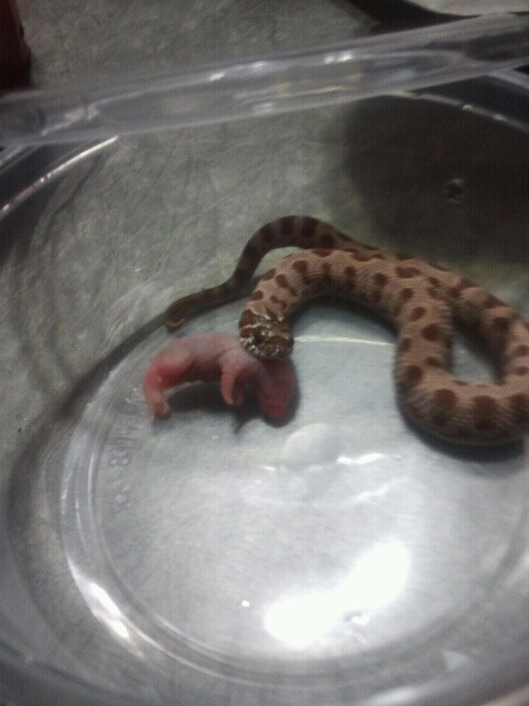 100% het Albino Conda Chowing Down on a F/t pinky