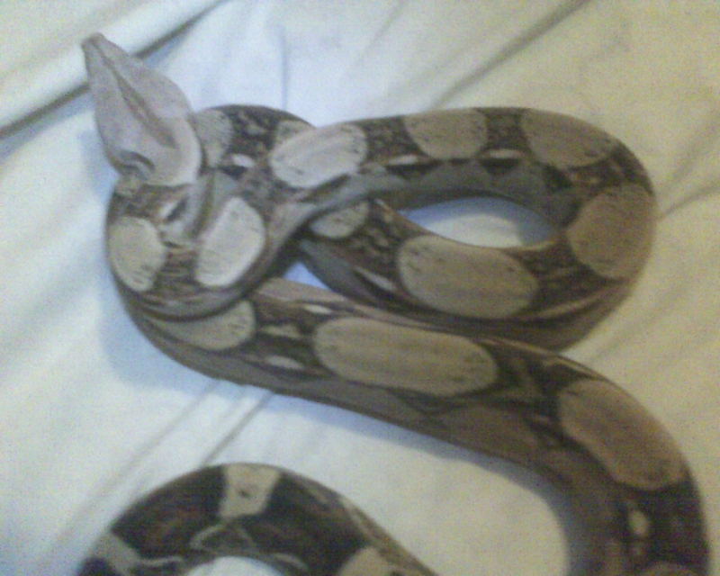 100%het albino male for sale