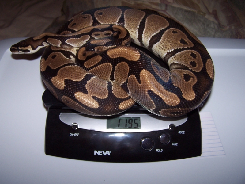 100% Het Albino male for sale